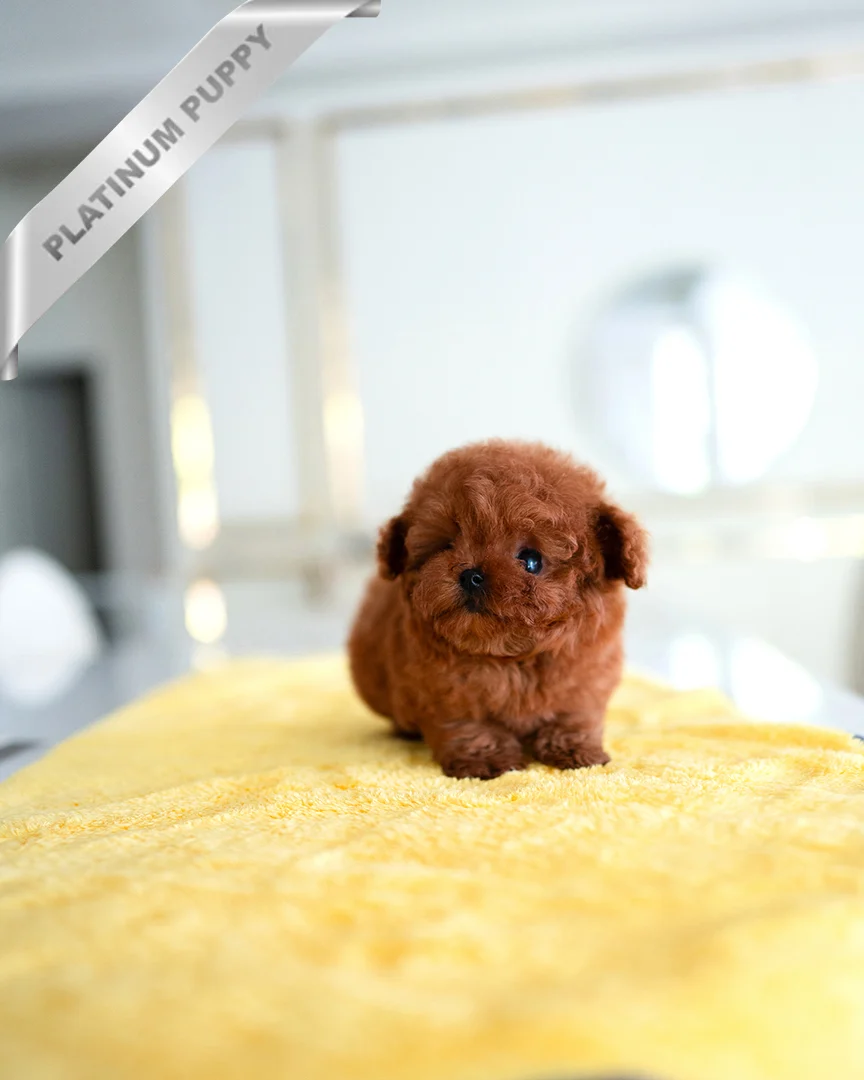 poodle puppies for sale online(JENNIE - FEMALE) - Image 2