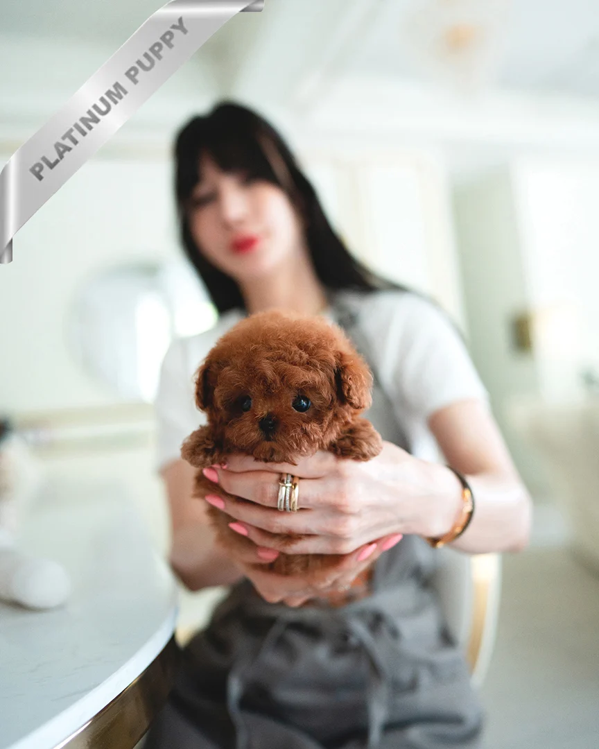 poodle puppies for sale online(JENNIE - FEMALE) - Image 4