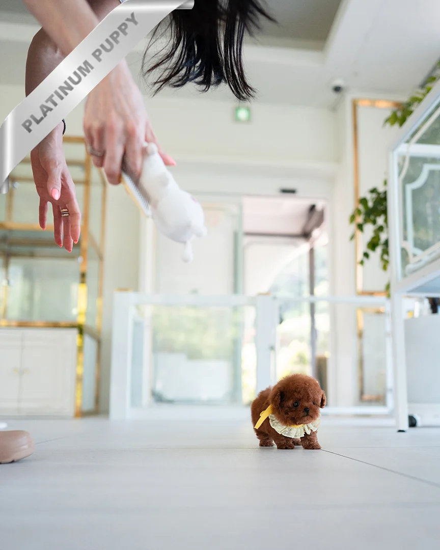 poodle puppies for sale online(JENNIE - FEMALE) - Image 3