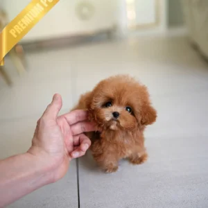 poodle puppy for sale(ISABELLA - FEMALE)