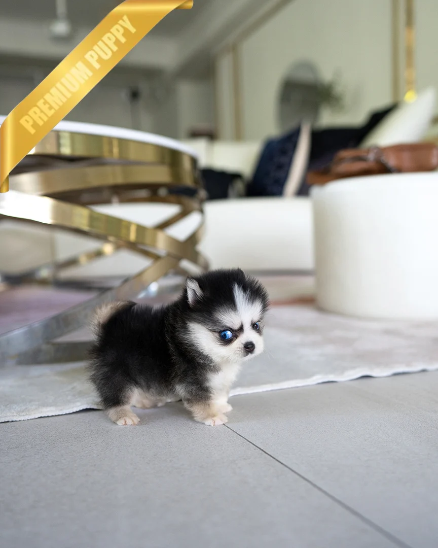 KODA - MALE - Image 4