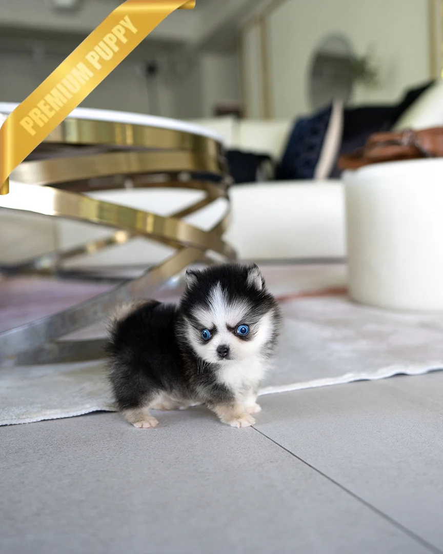 KODA - MALE - Image 3