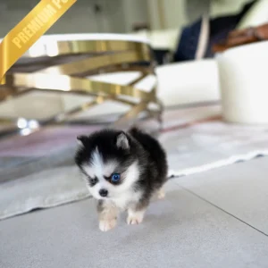 Buy Pomsky Puppy KODA - MALE
