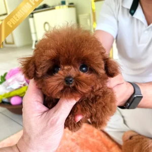 buy poodle puppy online(MONTY - MALE)