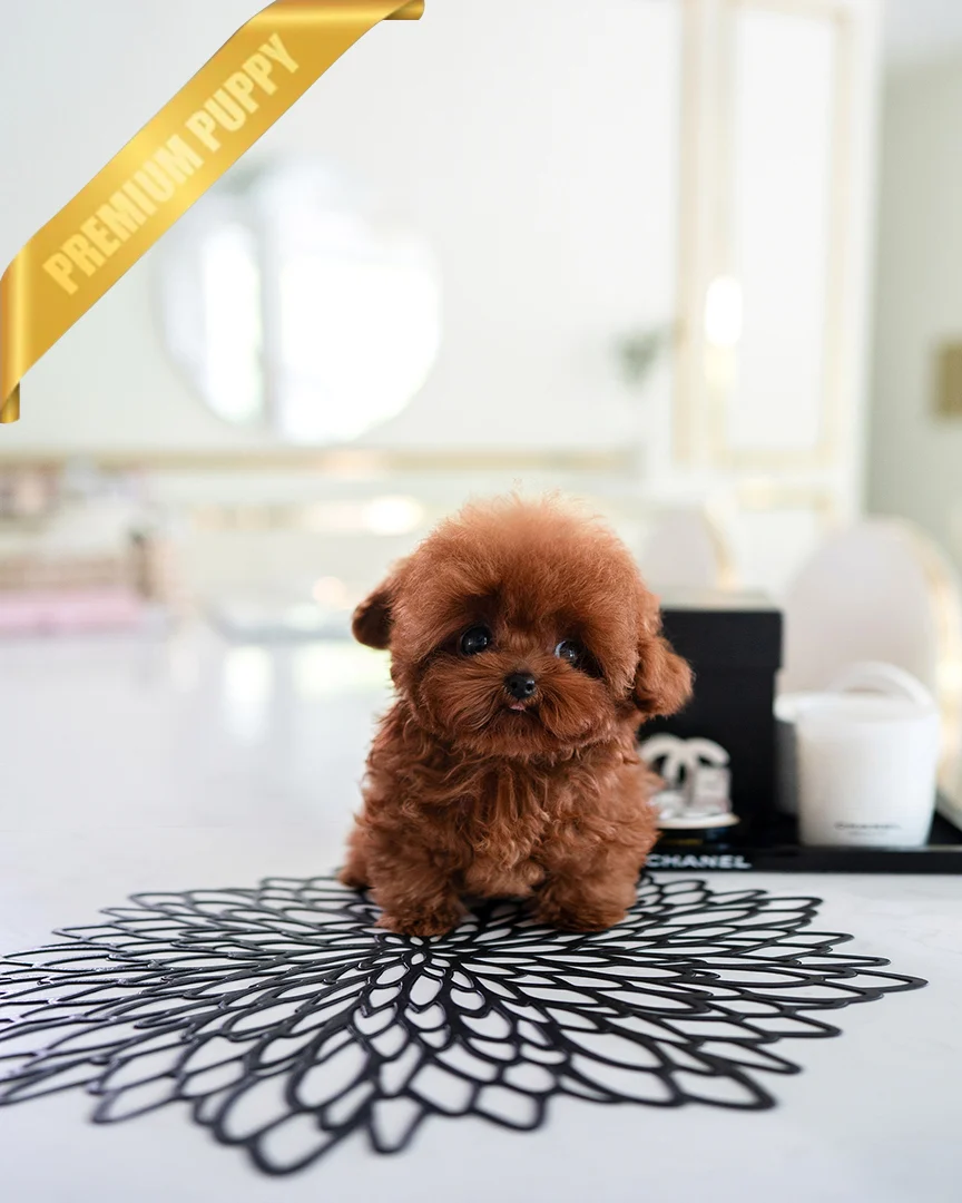 MONTY - MALE - Image 3