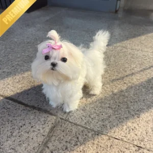TOBY - MALE