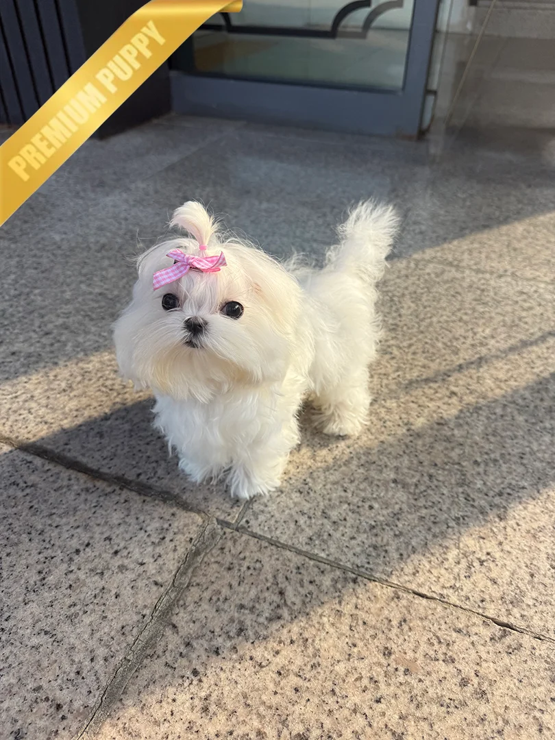 TOBY - MALE