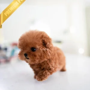 Toy poodle puppy for sale(AGATHA - FEMALE)