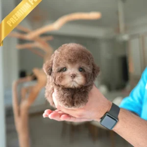 Buy toy poodle puppy online(TOFFEE - MALE)