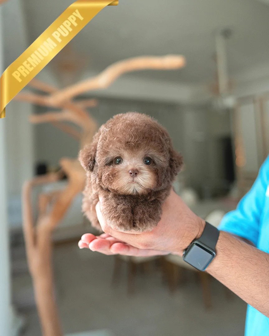 TOFFEE - MALE