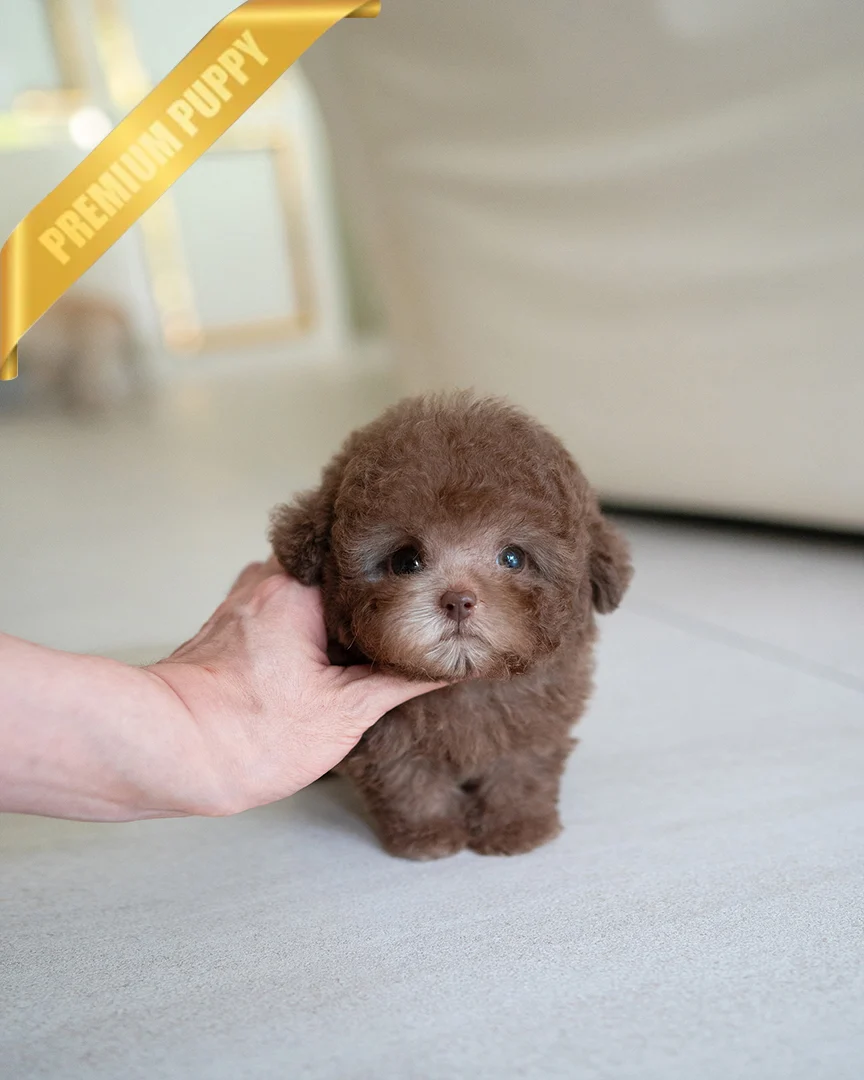 TOFFEE - MALE - Image 5