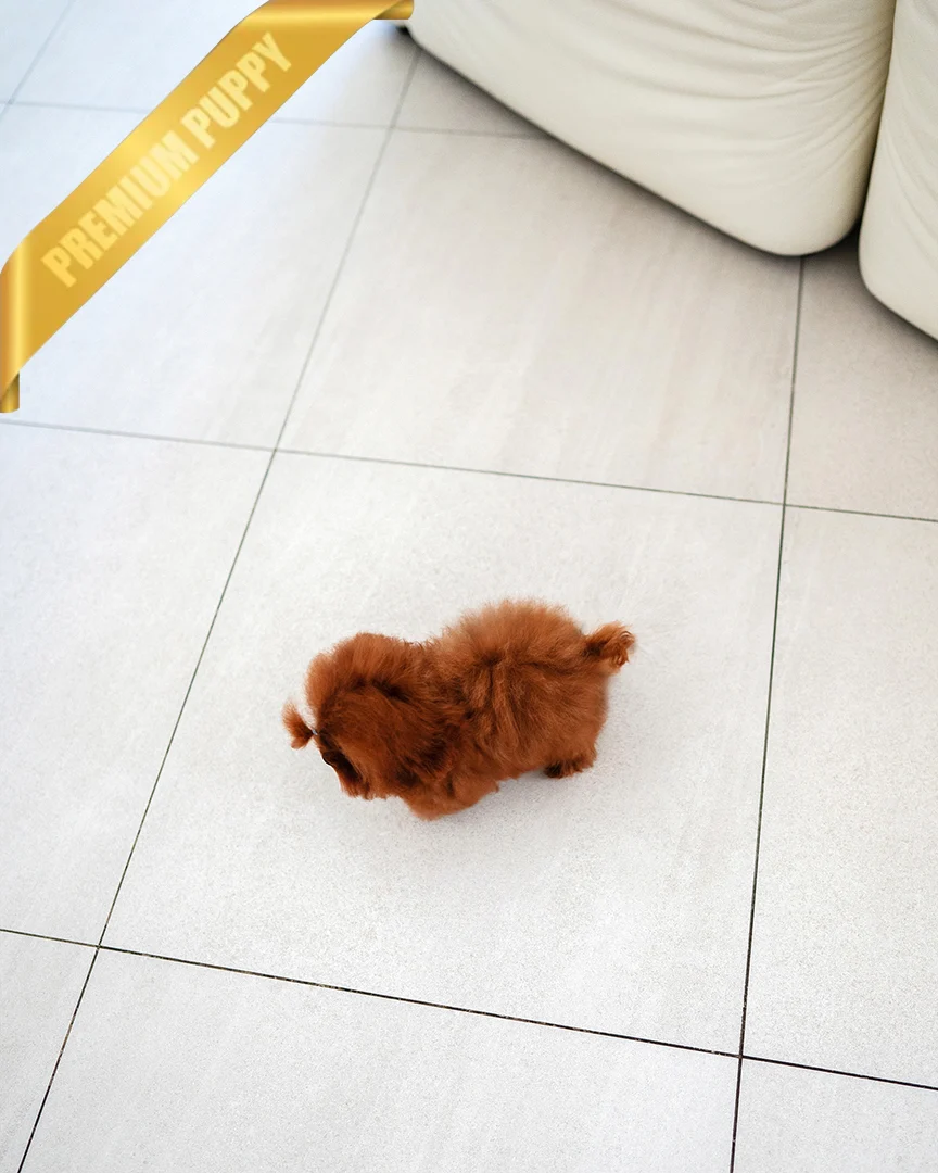 ARLO - MALE - Image 3