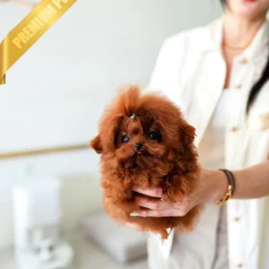 Toy poodle dogs for sale (ARLO - MALE)