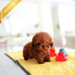 Toy poodle for sale near me(GIGI - FEMALE)