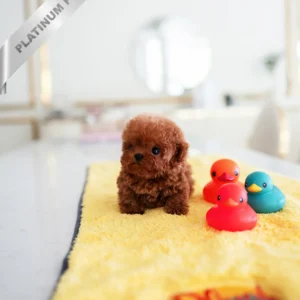 Toy poodle breeder near me(AMBER - FEMALE)