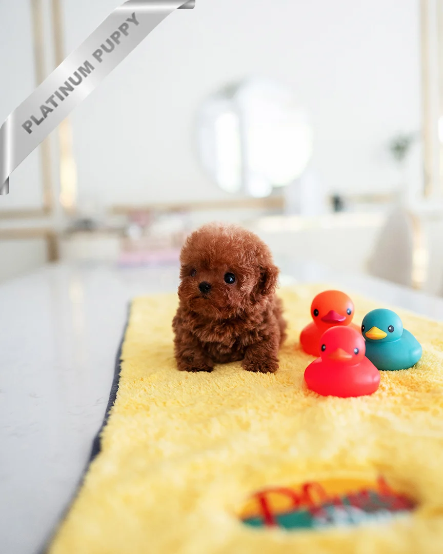 Toy poodle breeder near me(AMBER - FEMALE)