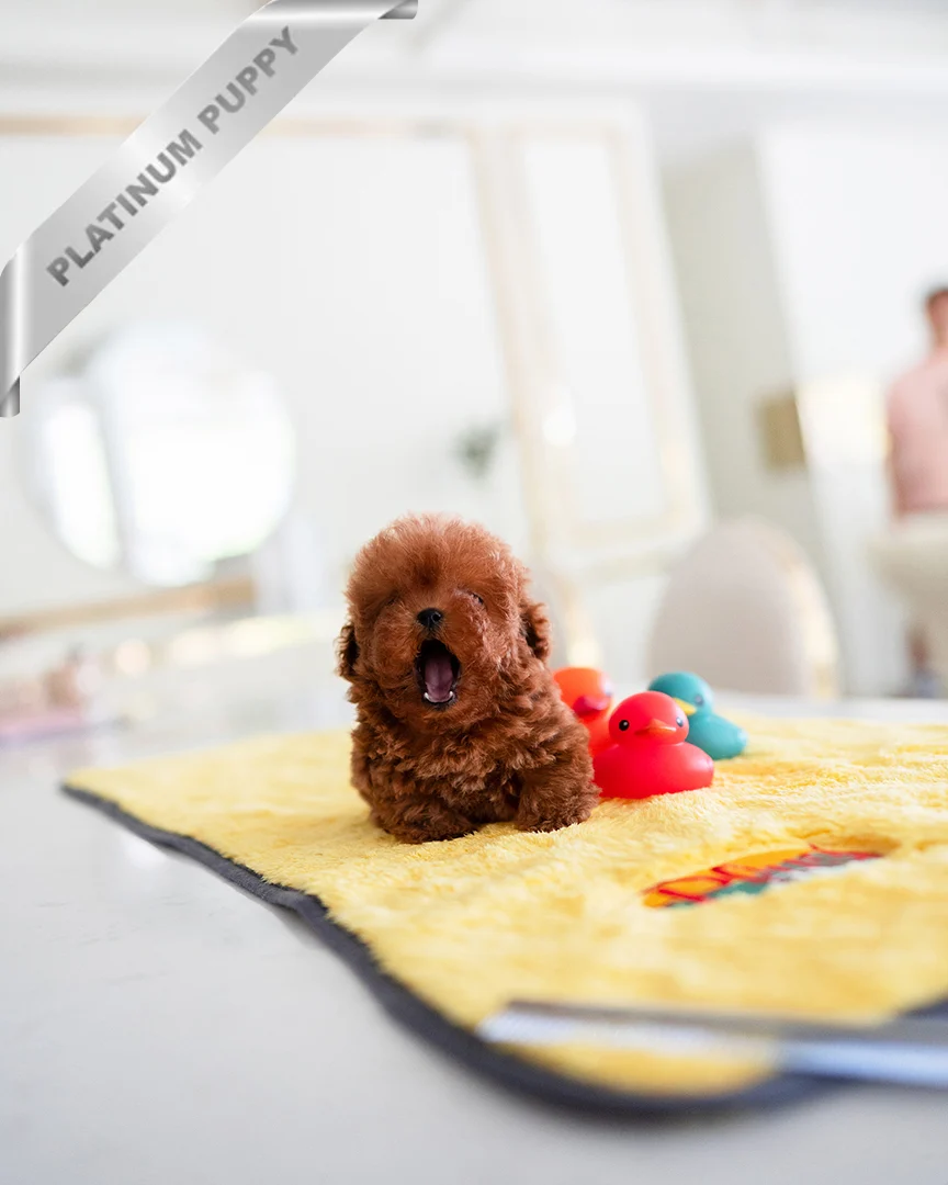 Toy poodle breeder near me(AMBER - FEMALE) - Image 2