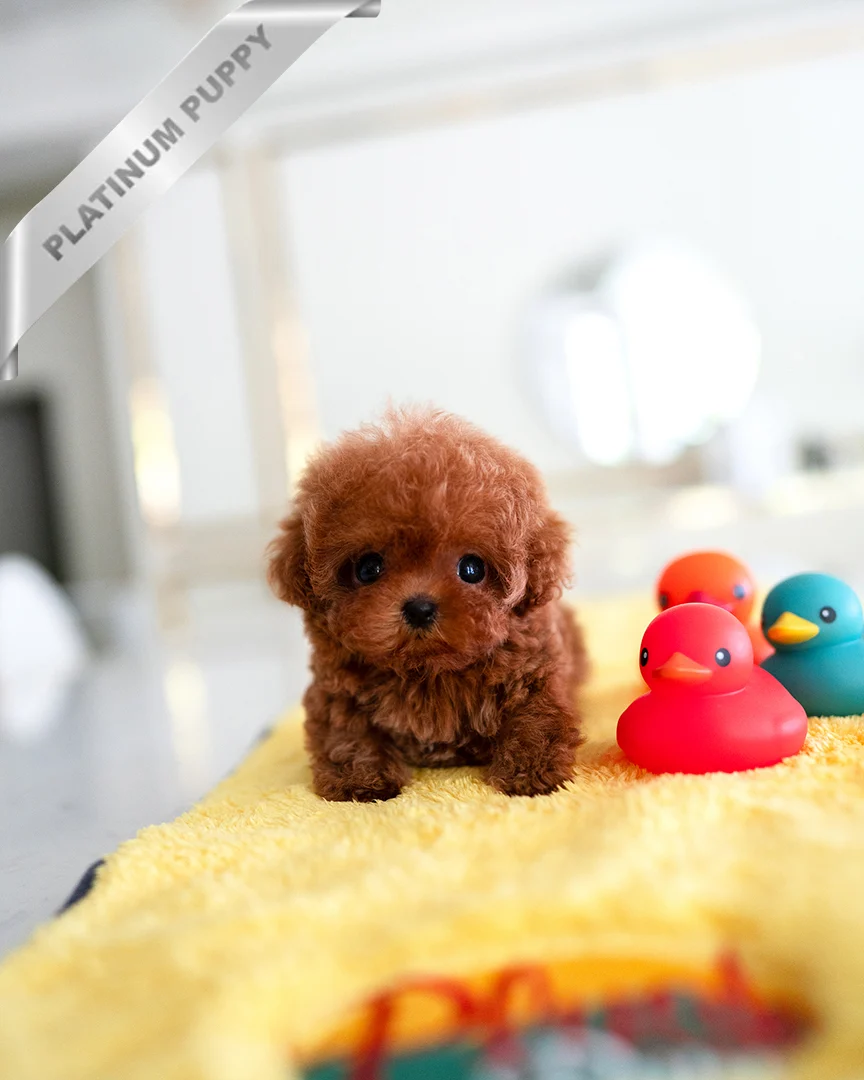 Toy poodle breeder near me(AMBER - FEMALE) - Image 4