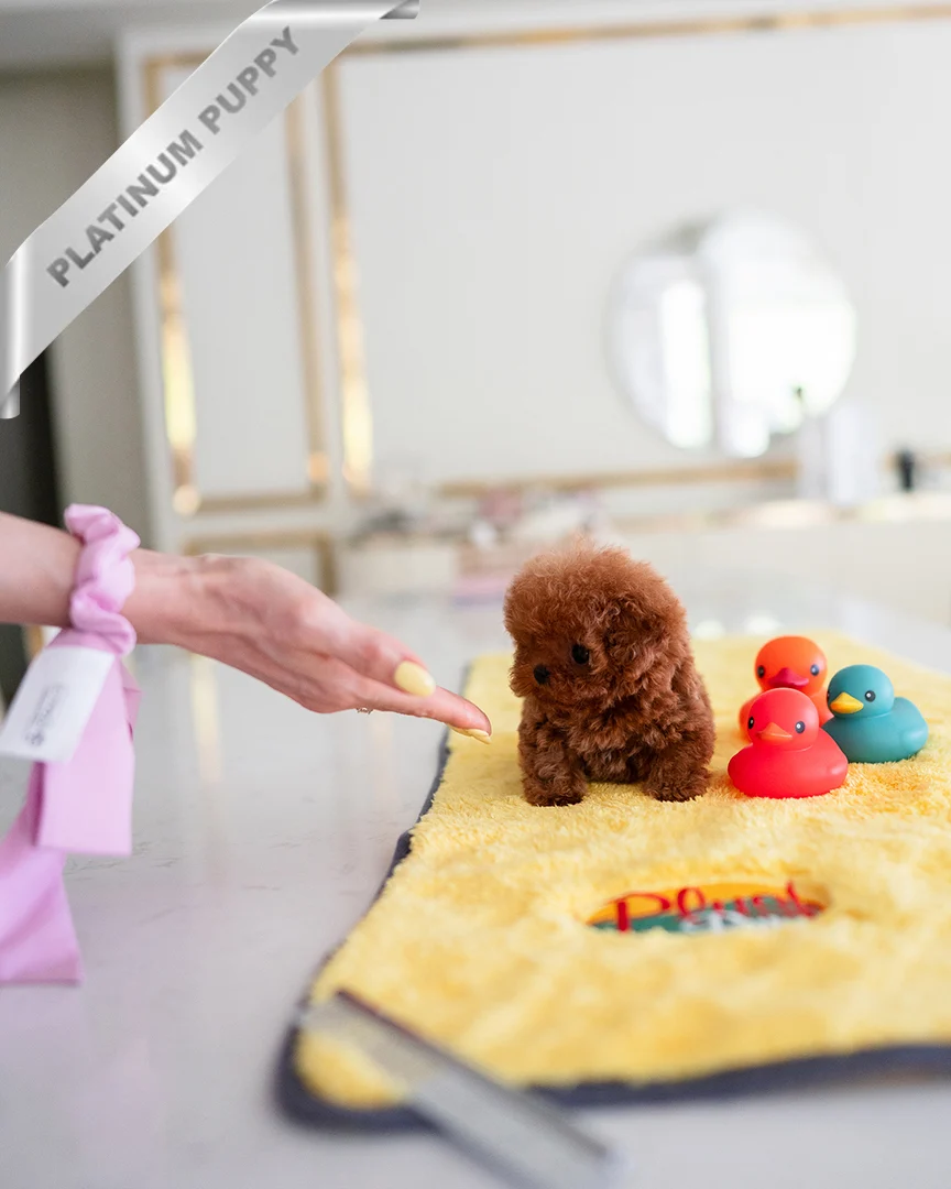 Toy poodle breeder near me(AMBER - FEMALE) - Image 3