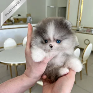 Pomeranian Puppies for Sale (DIANA - FEMALE