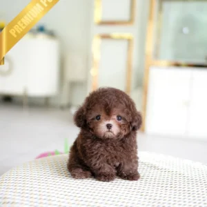 Poodle puppy for sale LATTE - MALE