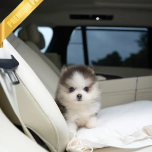 Buy Pomsky Puppies OSCAR - MALE