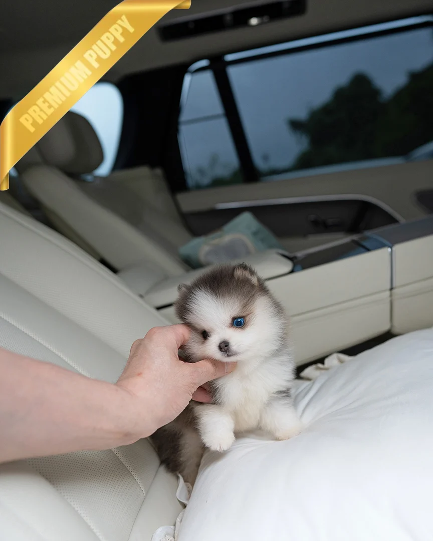 Buy Pomsky Puppies OSCAR - MALE - Image 3