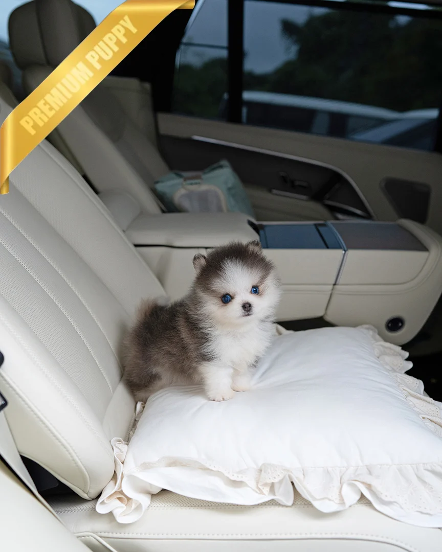 Buy Pomsky Puppies OSCAR - MALE - Image 4