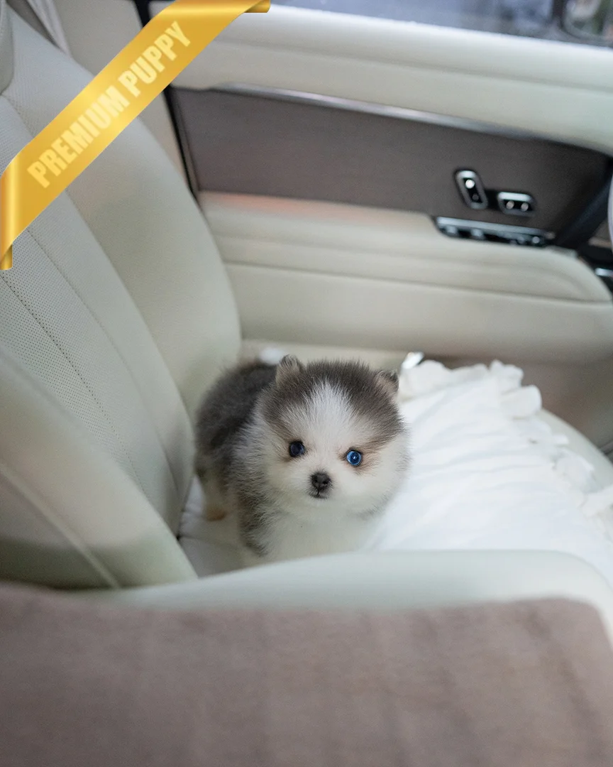 Buy Pomsky Puppies OSCAR - MALE - Image 2