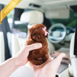 Poodle puppies for sale JENNIE - FEMALE
